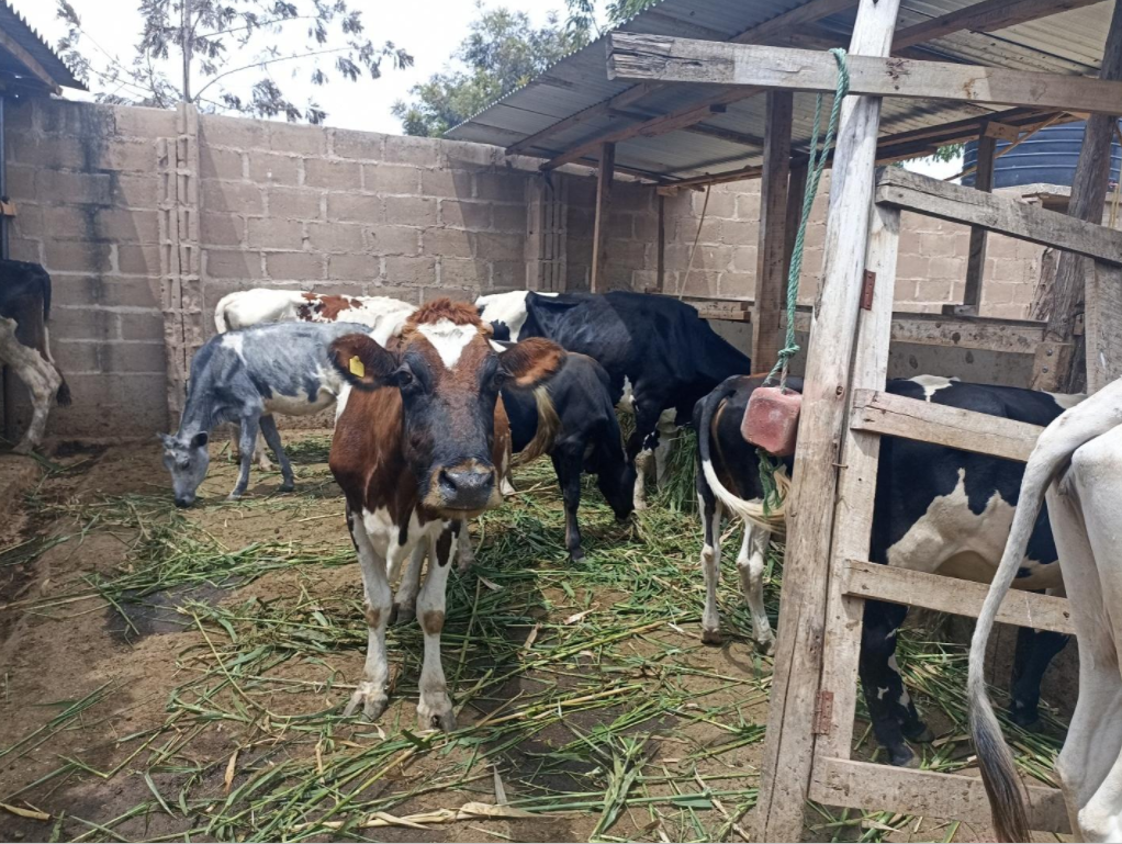 screenshot 2025 08 23 093312